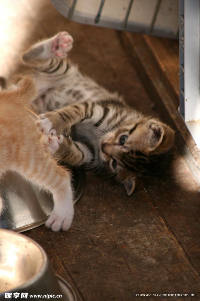 猫