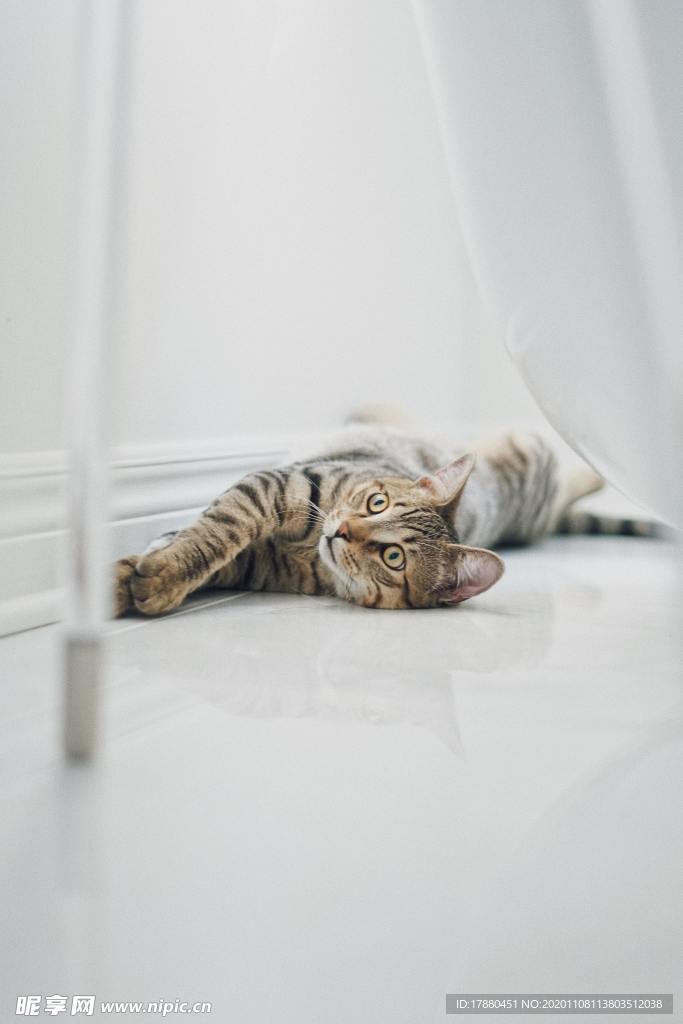 猫