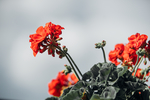 花卉