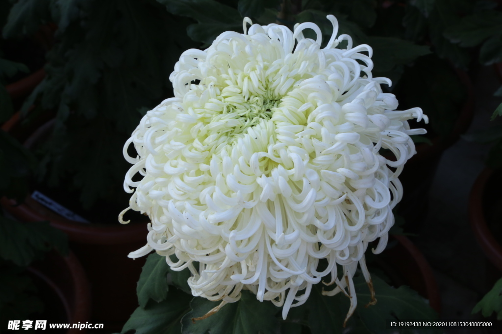 菊花