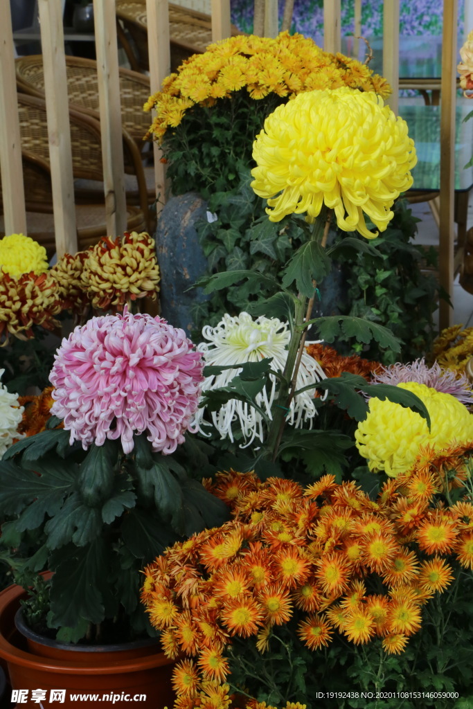 菊花