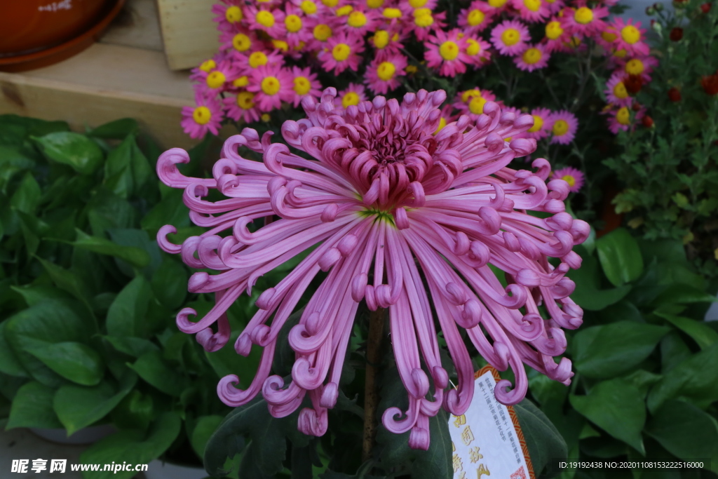 菊花