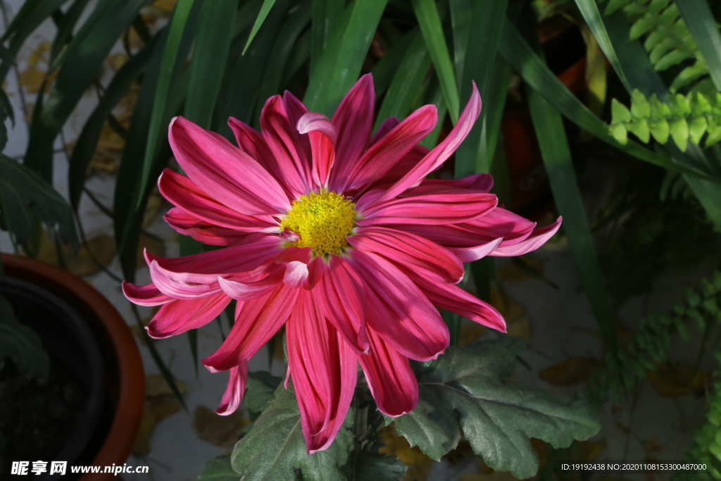 菊花