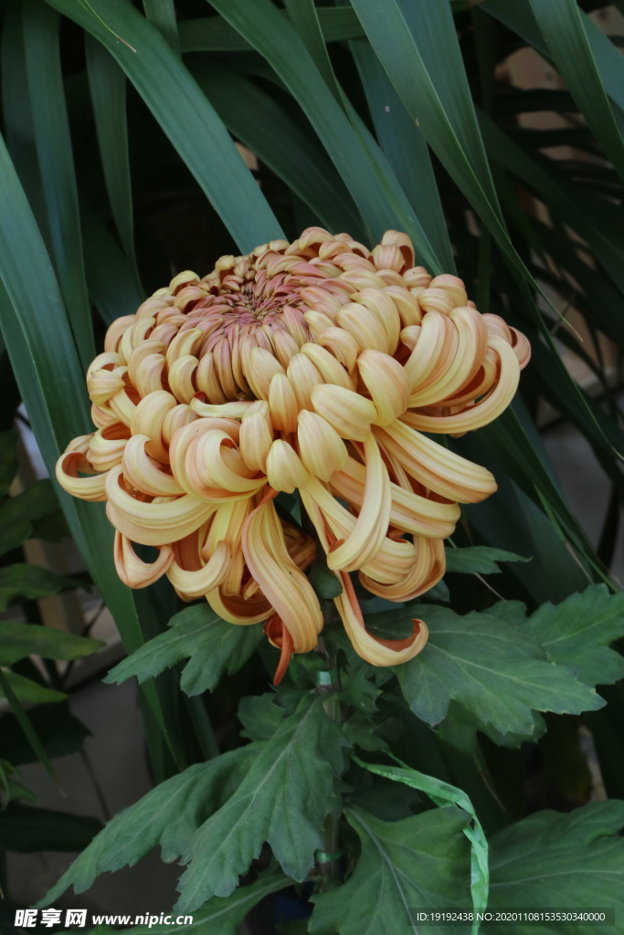 菊花