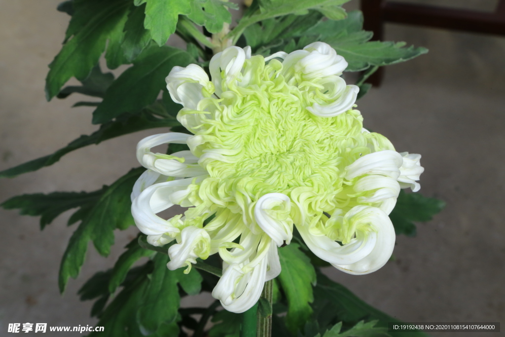 菊花