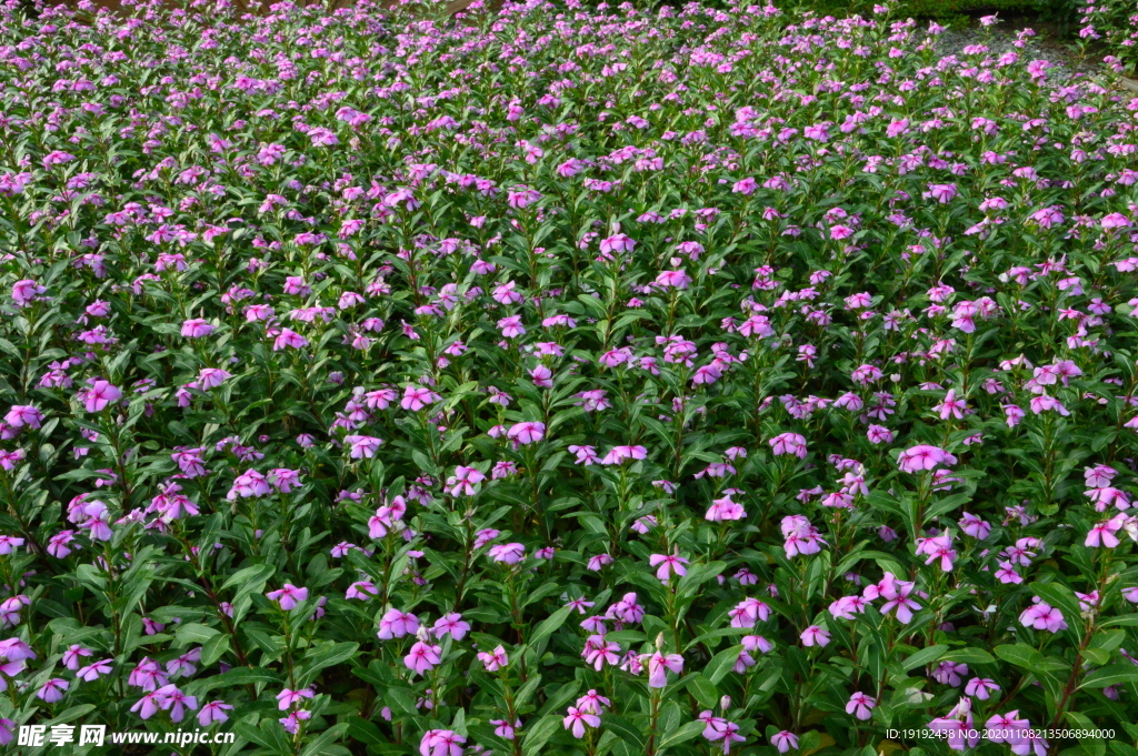 长春花