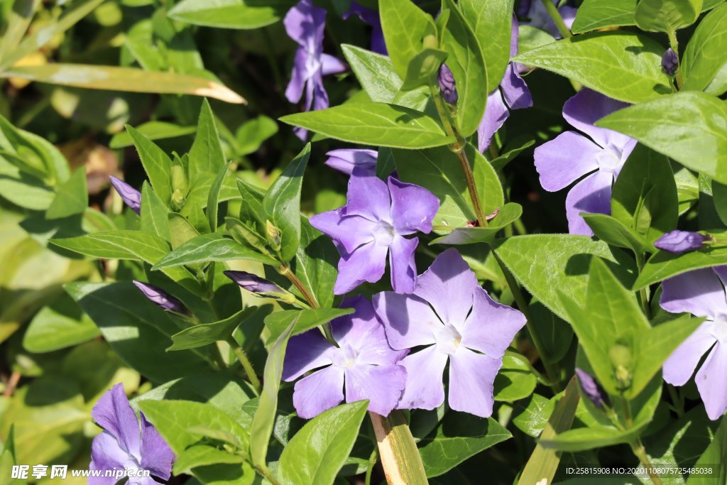 长春花