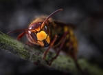 黄蜂