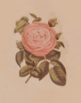 玫瑰花