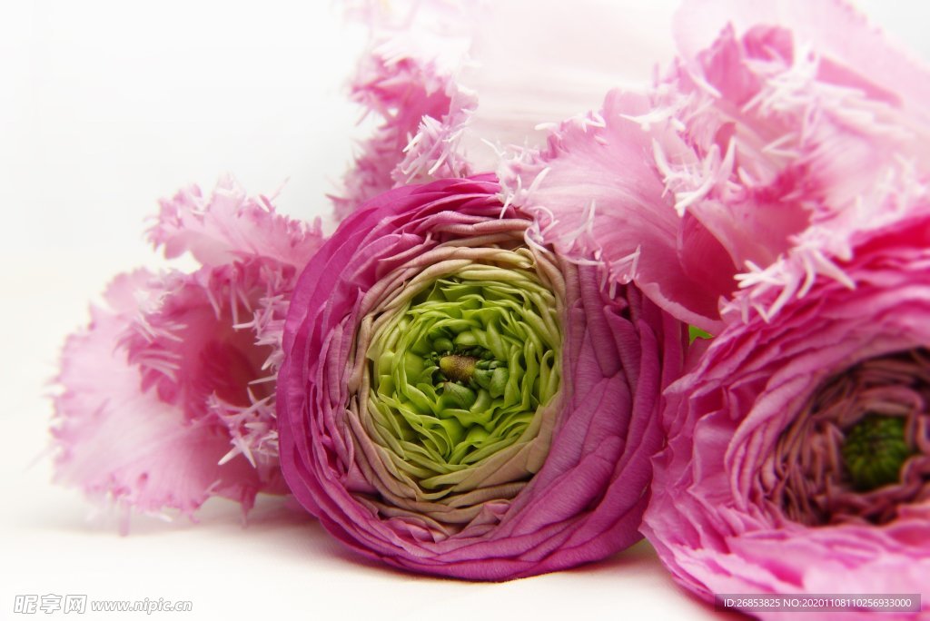 花毛茛 芹菜花 陆莲花 花卉
