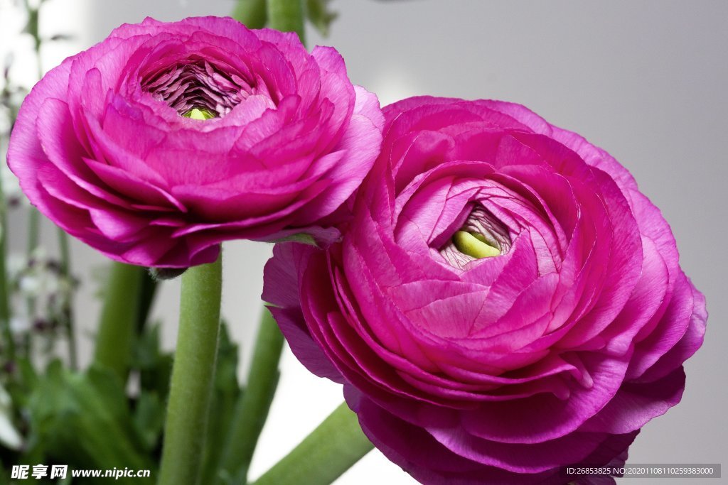 花毛茛 芹菜花 陆莲花 花卉