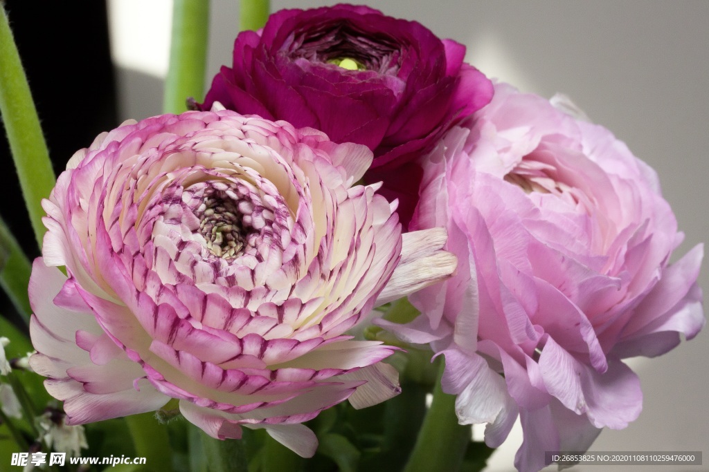 花毛茛 芹菜花 陆莲花 花卉