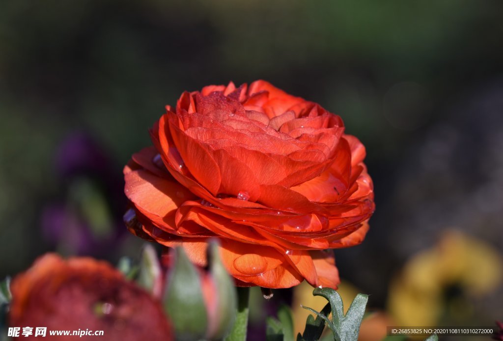 花毛茛 芹菜花 陆莲花 花卉