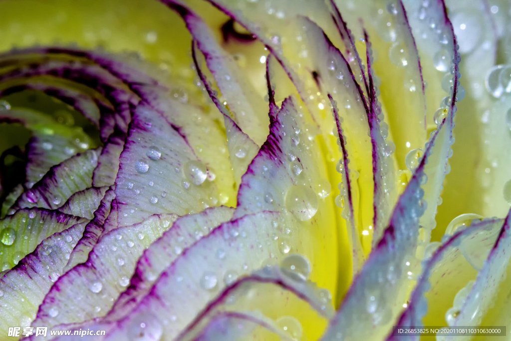 花毛茛 芹菜花 陆莲花 花卉