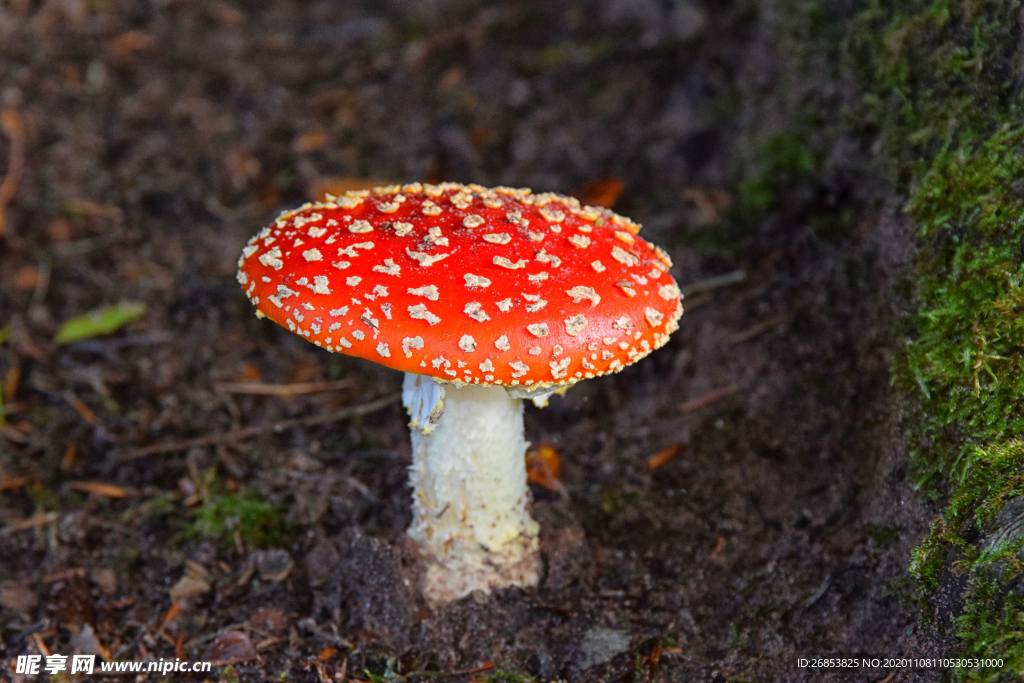 毒蘑菇 毒蝇伞蘑菇 红色蘑菇