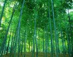 竹林