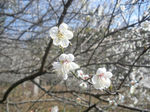 梅花