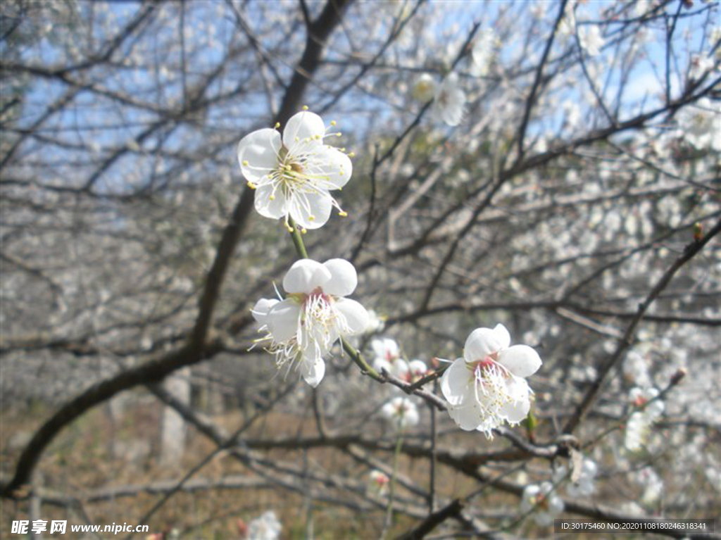 梅花