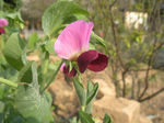 豌豆花