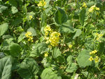 油菜花