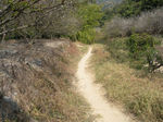 林间小道