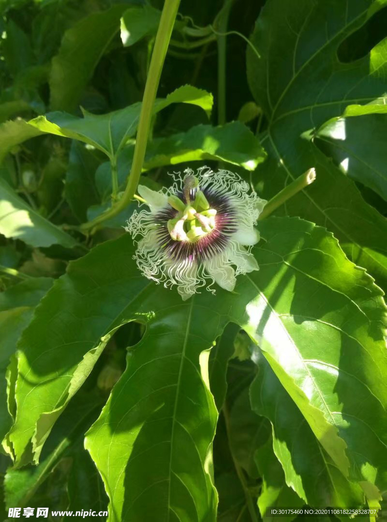 百香果花