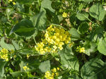 油菜花