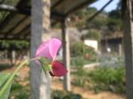 豌豆花