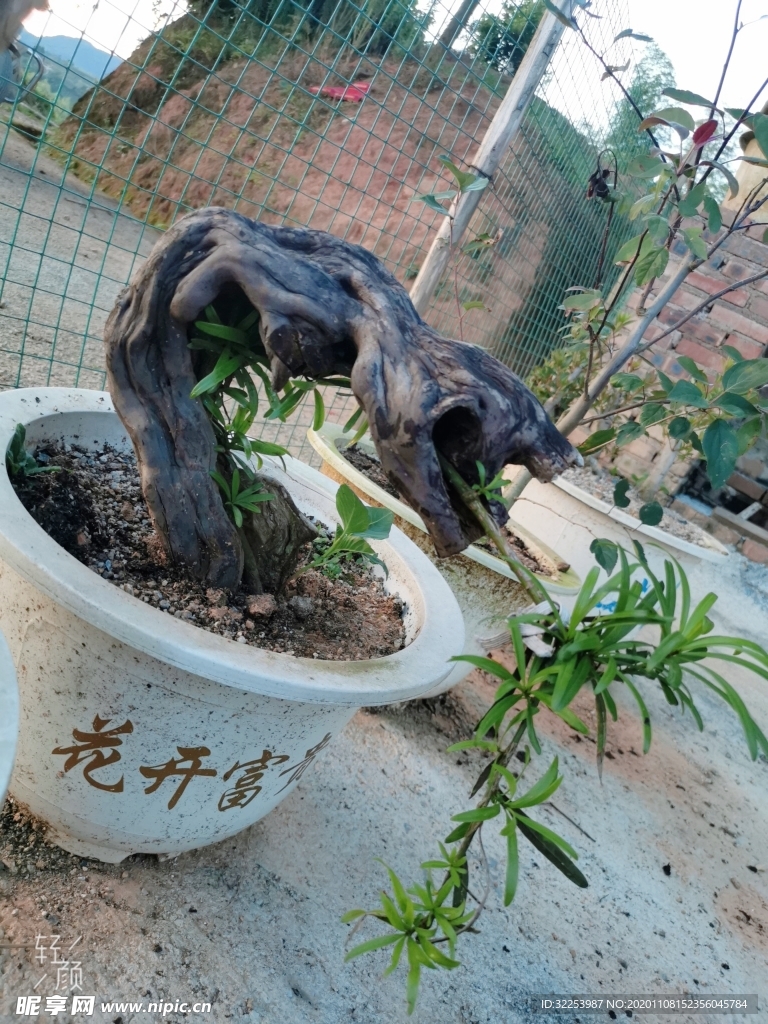 盆栽