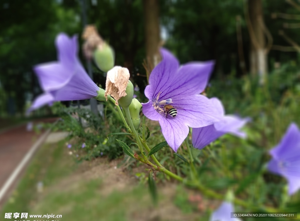 蜜蜂与铃铛花