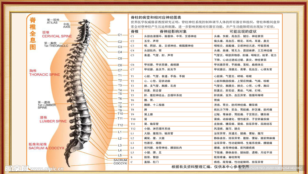 脊柱全息高清挂图