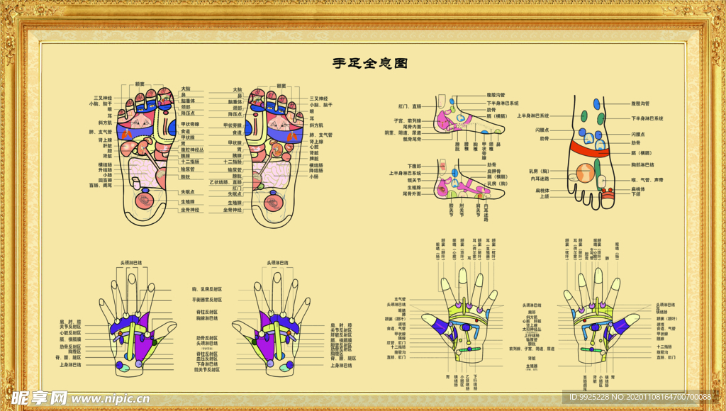 足部反射区高清挂图