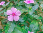 小花
