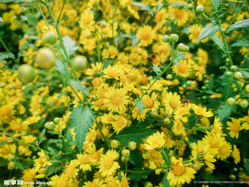 小野菊