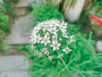 蒜花