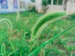狗尾巴草