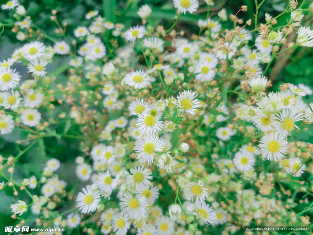 小野菊