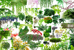 藤条植物