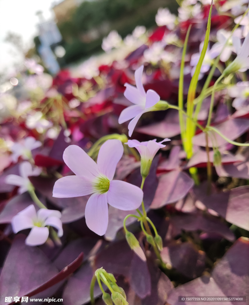 植物
