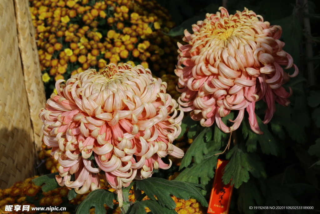 菊花