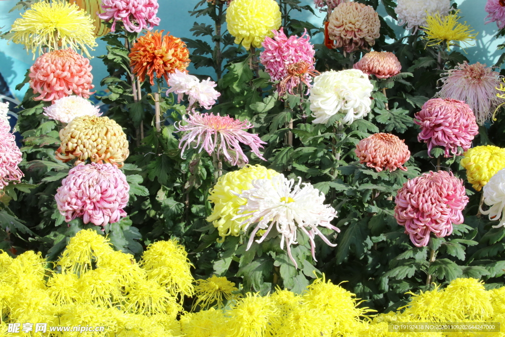 菊花
