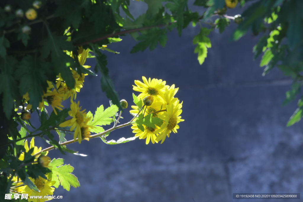 菊花
