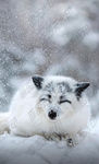 寒冬小狐狸