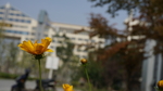 花卉
