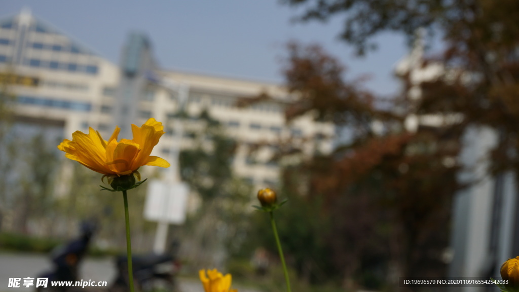 花卉