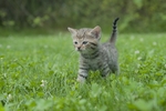家猫