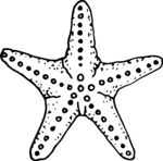 海星