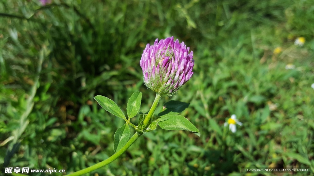 红车轴草 红花苜蓿 红三叶草