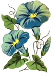 花朵花紋