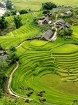 茶园